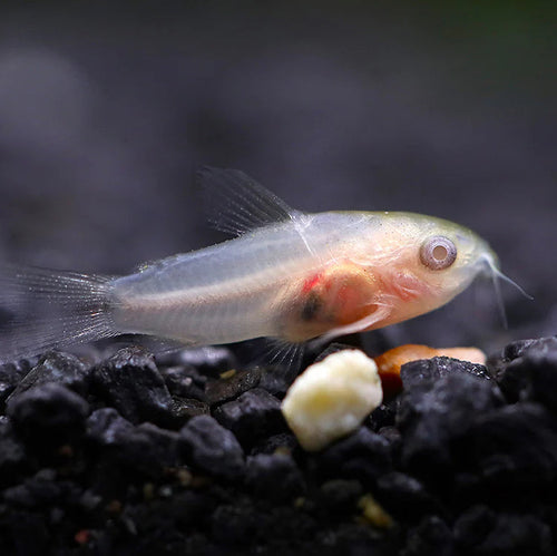 Albino Corydoras