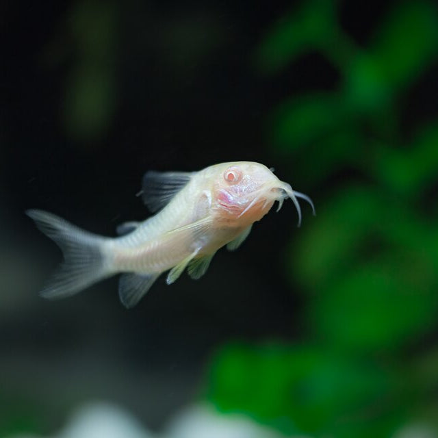 Albino Corydoras