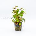 Alternanthera Reineckii Red Broad aquarium plant — Aquaplantz Canada
