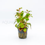 Alternanthera Reineckii Red Broad aquarium plant — Aquaplantz Canada