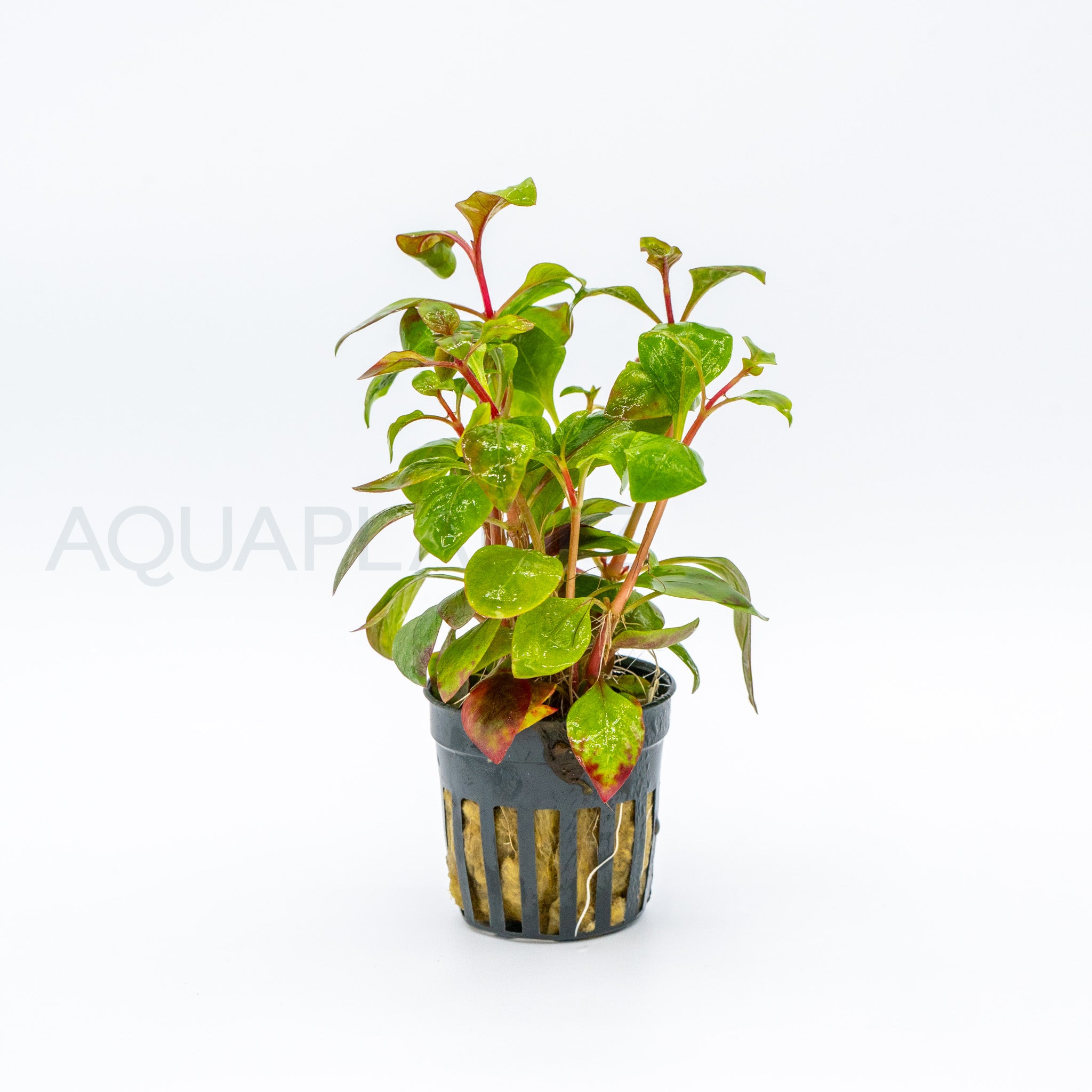 Alternanthera Reineckii Red Broad aquarium plant — Aquaplantz Canada