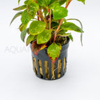 Alternanthera Reineckii Red Broad aquarium plant — Aquaplantz Canada