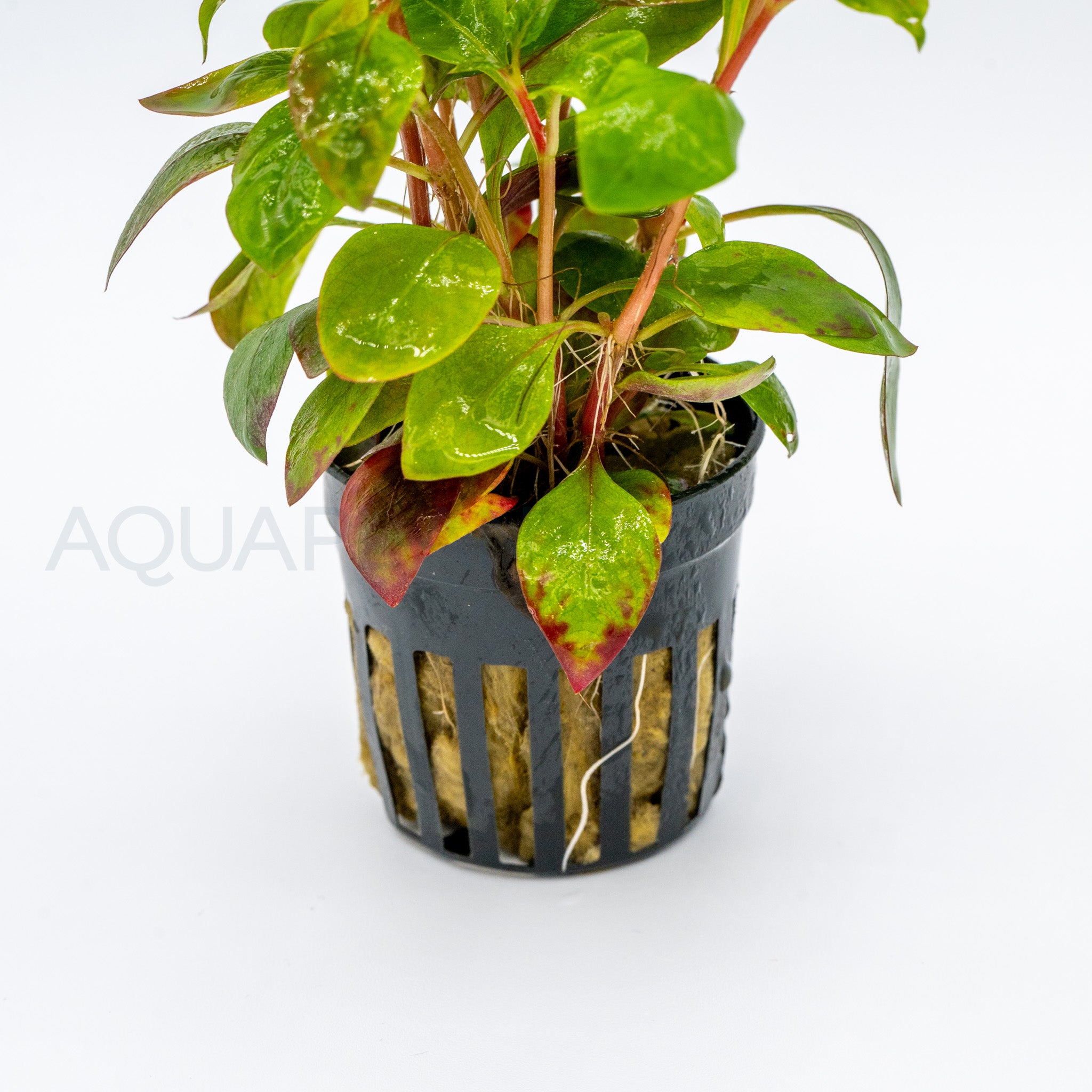 Alternanthera Reineckii Red Broad aquarium plant — Aquaplantz Canada