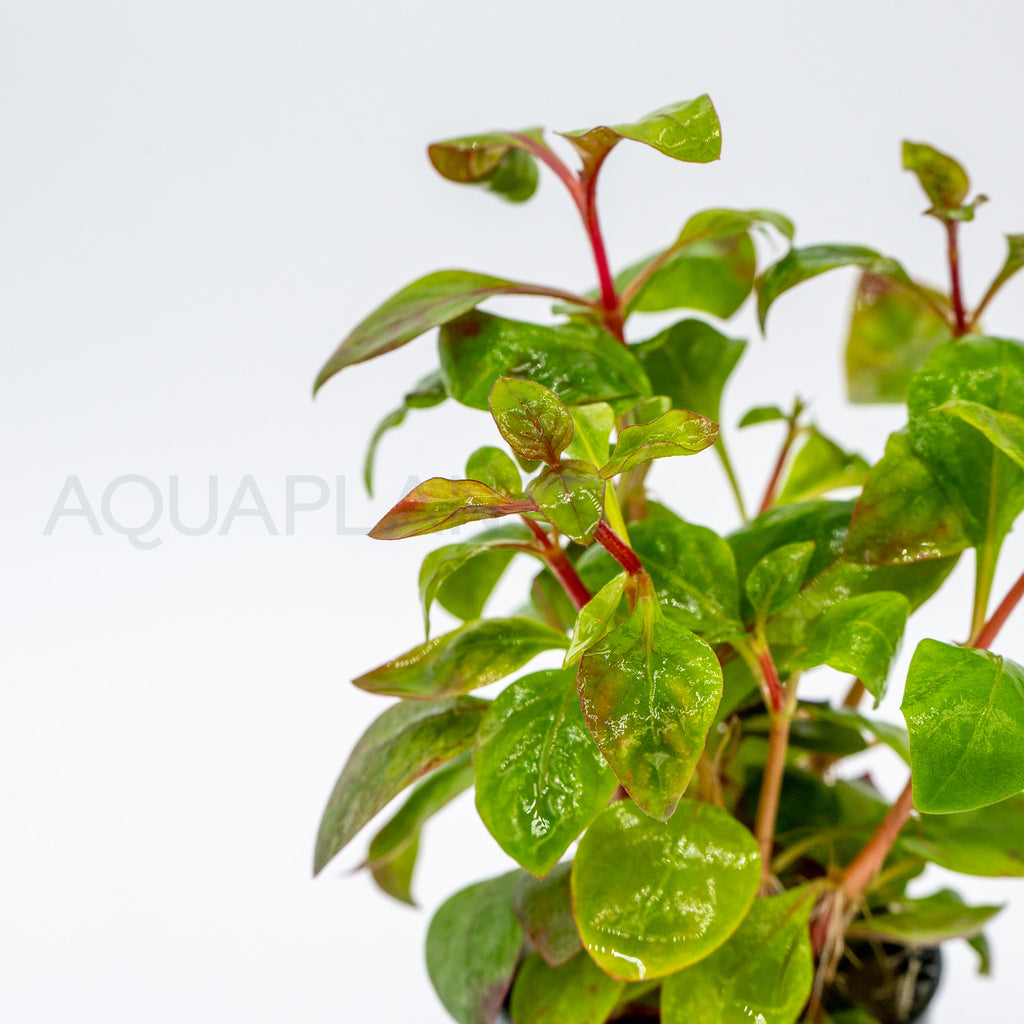 Alternanthera Reineckii Red Broad aquarium plant — Aquaplantz Canada