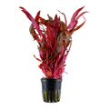 Alternanthera reineckii aquarium plant — Aquaplantz Canada