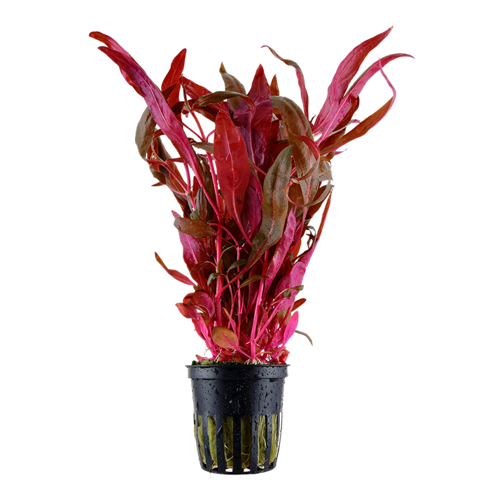 Alternanthera reineckii aquarium plant — Aquaplantz Canada
