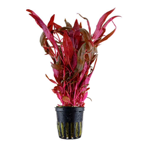 Alternanthera reineckii aquarium plant — Aquaplantz Canada