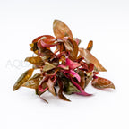 Alternanthera reineckii Lilacina aquarium plant — Aquaplantz Canada