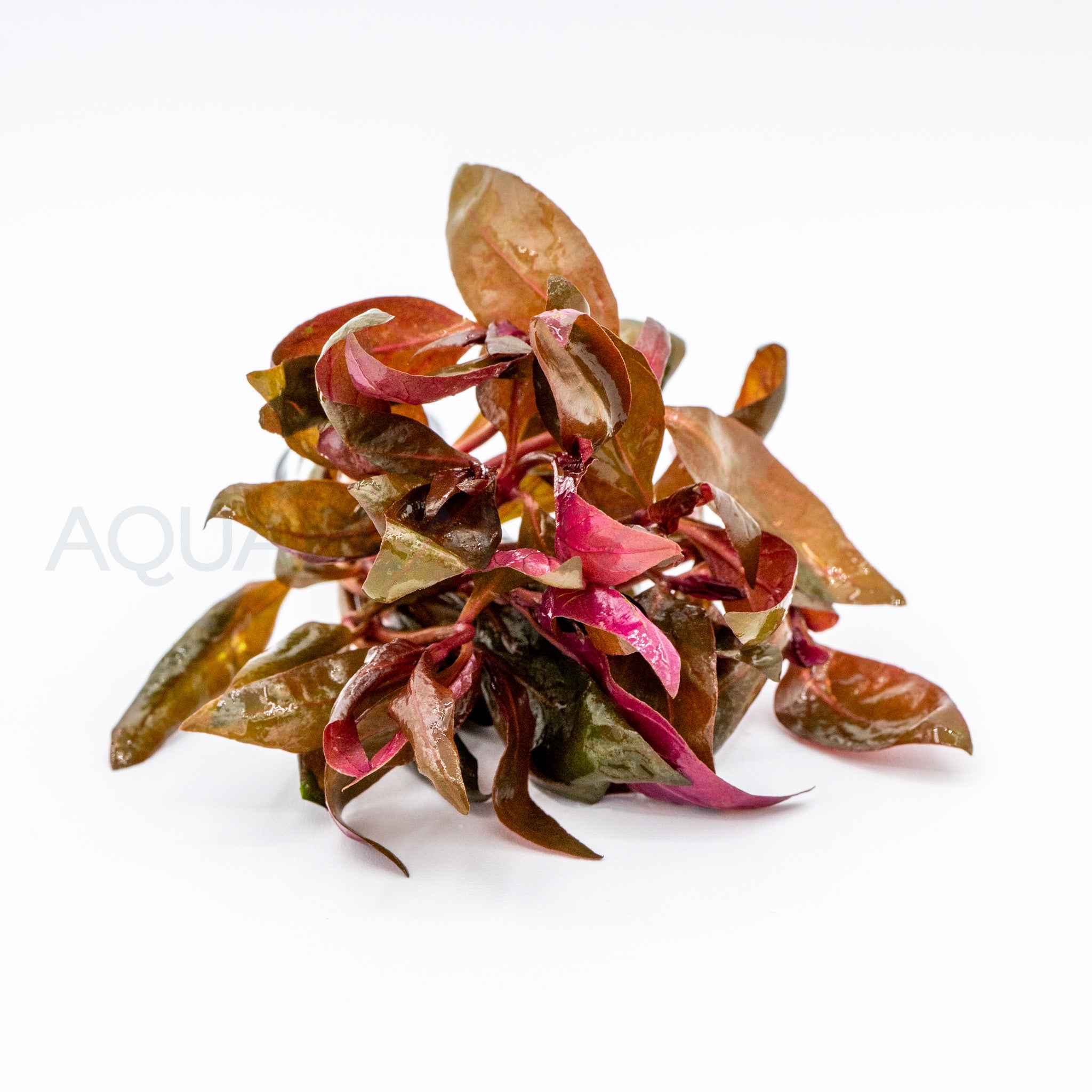 Alternanthera reineckii Lilacina aquarium plant — Aquaplantz Canada