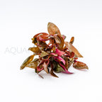 Alternanthera reineckii Lilacina aquarium plant — Aquaplantz Canada