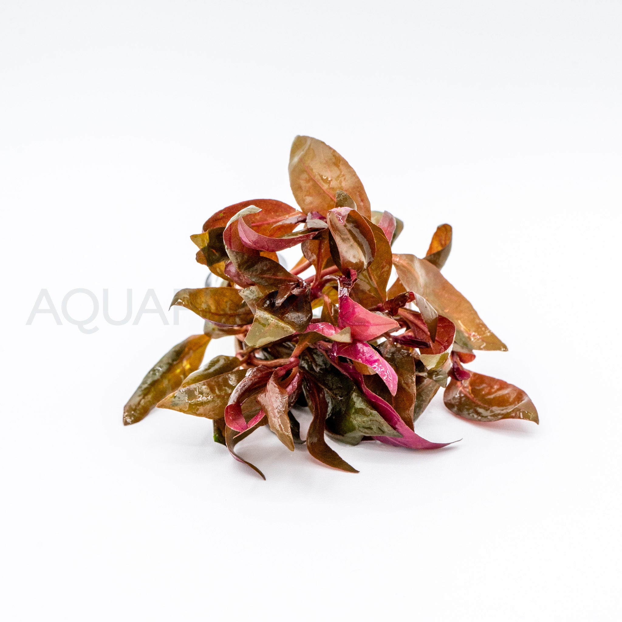 Alternanthera reineckii Lilacina aquarium plant — Aquaplantz Canada
