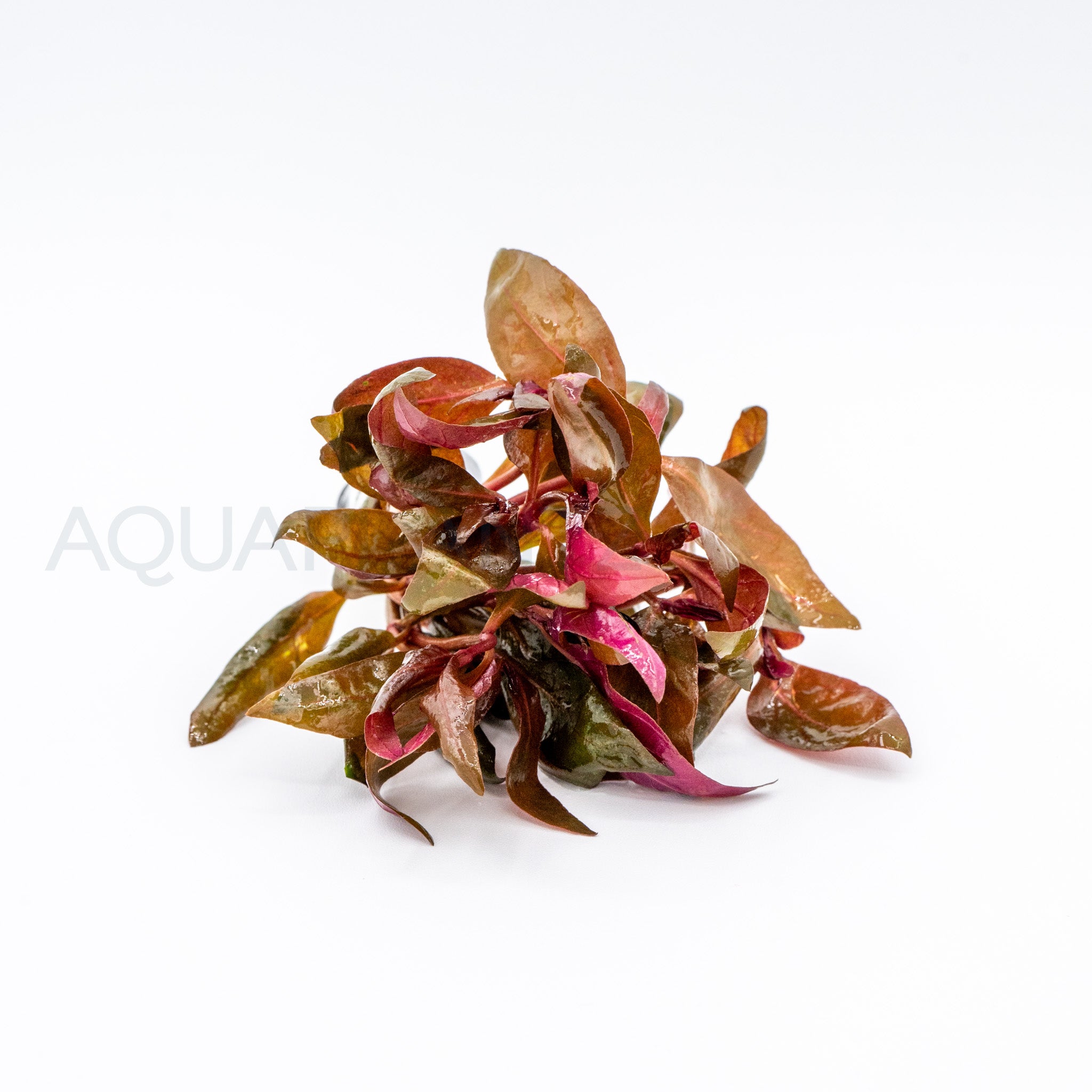 Alternanthera reineckii Lilacina aquarium plant — Aquaplantz Canada
