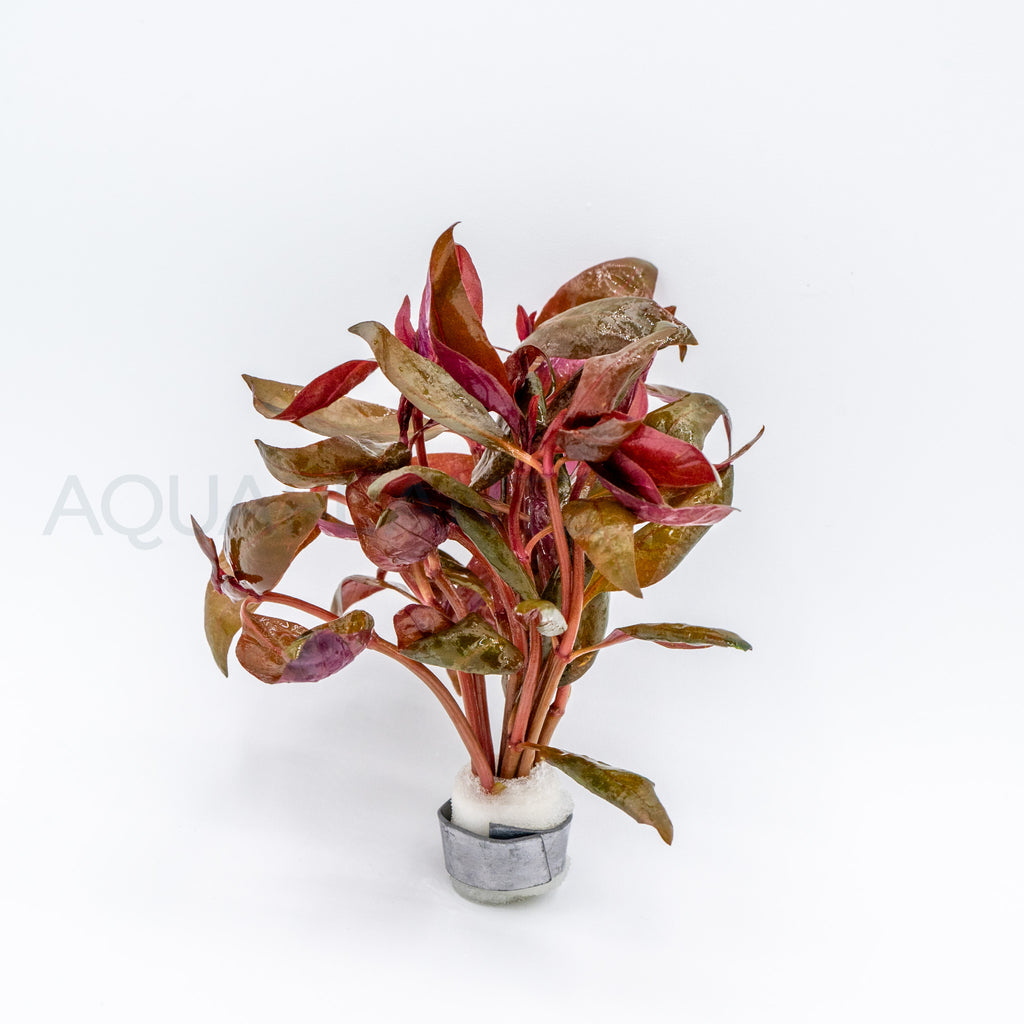 Alternanthera reineckii Lilacina aquarium plant — Aquaplantz Canada