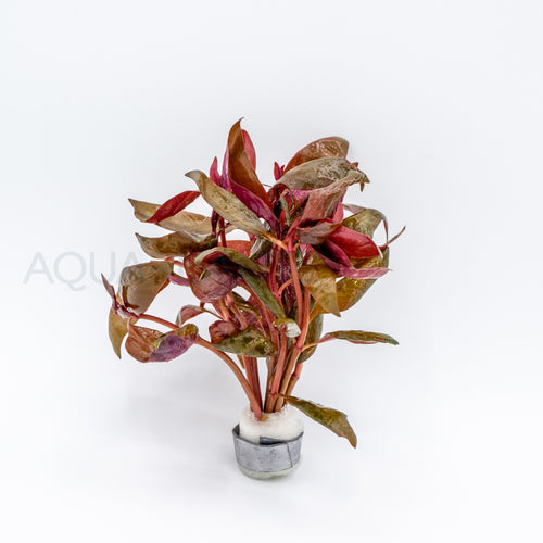 Alternanthera reineckii Lilacina aquarium plant — Aquaplantz Canada
