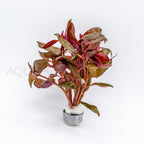 Alternanthera reineckii Lilacina aquarium plant — Aquaplantz Canada