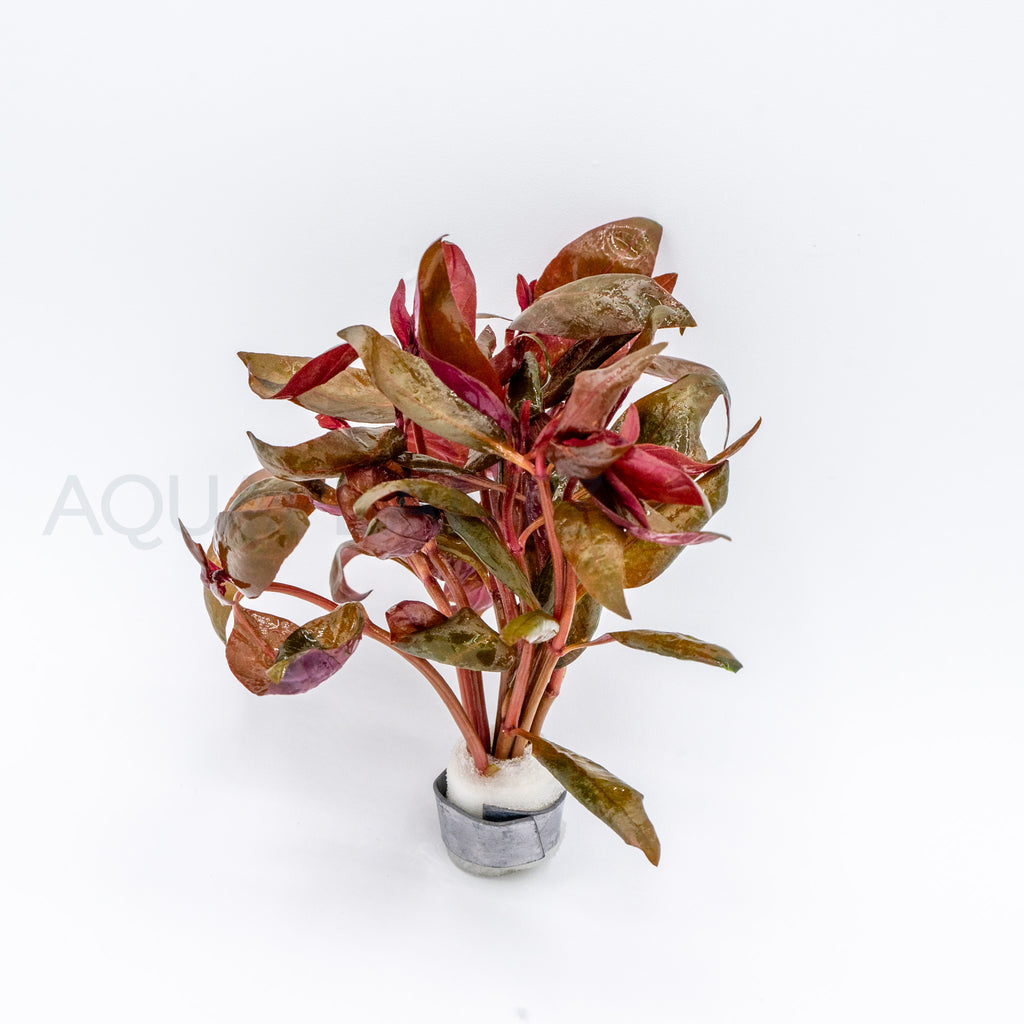 Alternanthera reineckii Lilacina aquarium plant — Aquaplantz Canada