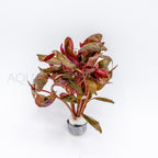 Alternanthera reineckii Lilacina aquarium plant — Aquaplantz Canada