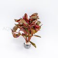 Alternanthera reineckii Lilacina aquarium plant — Aquaplantz Canada