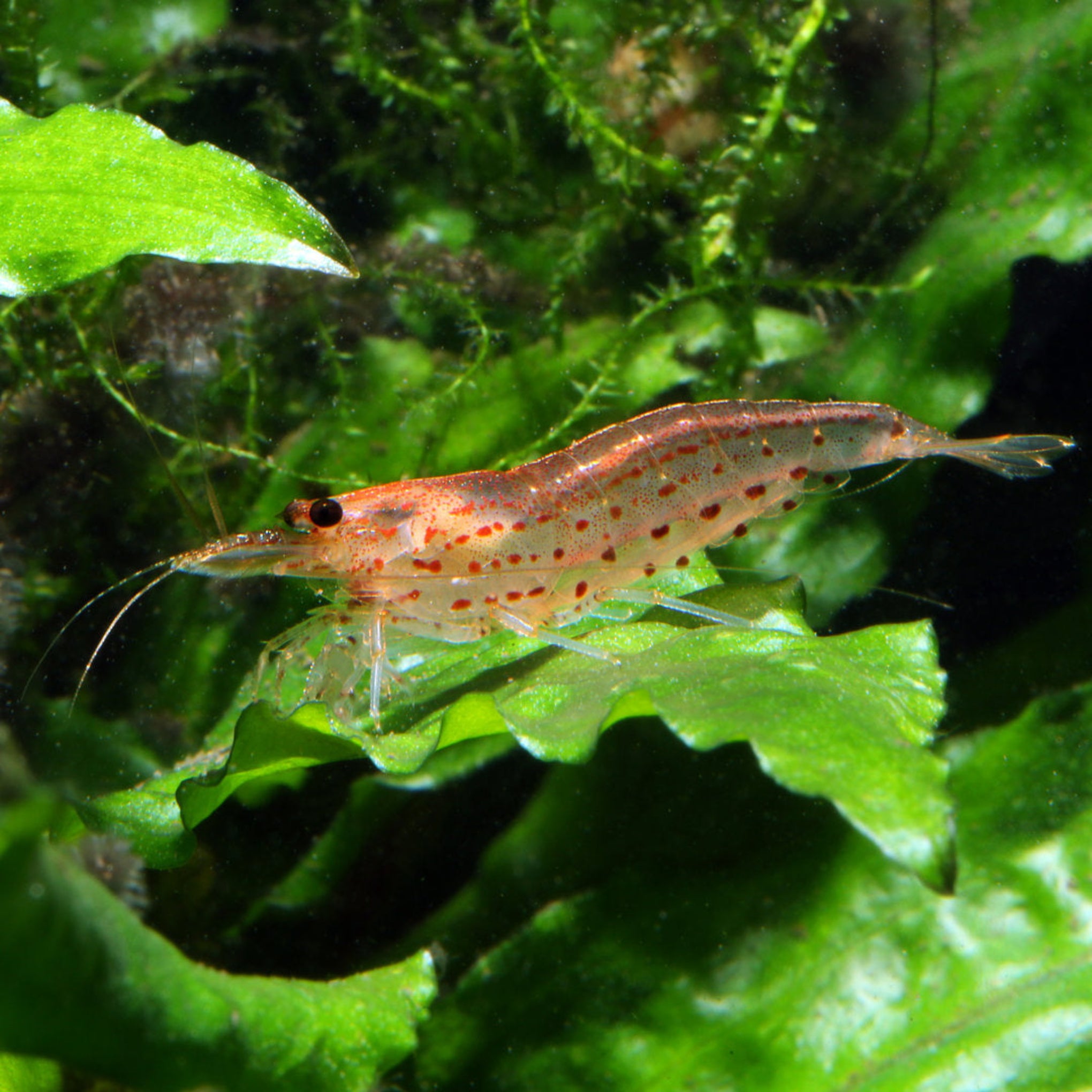 Orange Amano Shrimp aquarium shrimp — Aquaplantz Canada