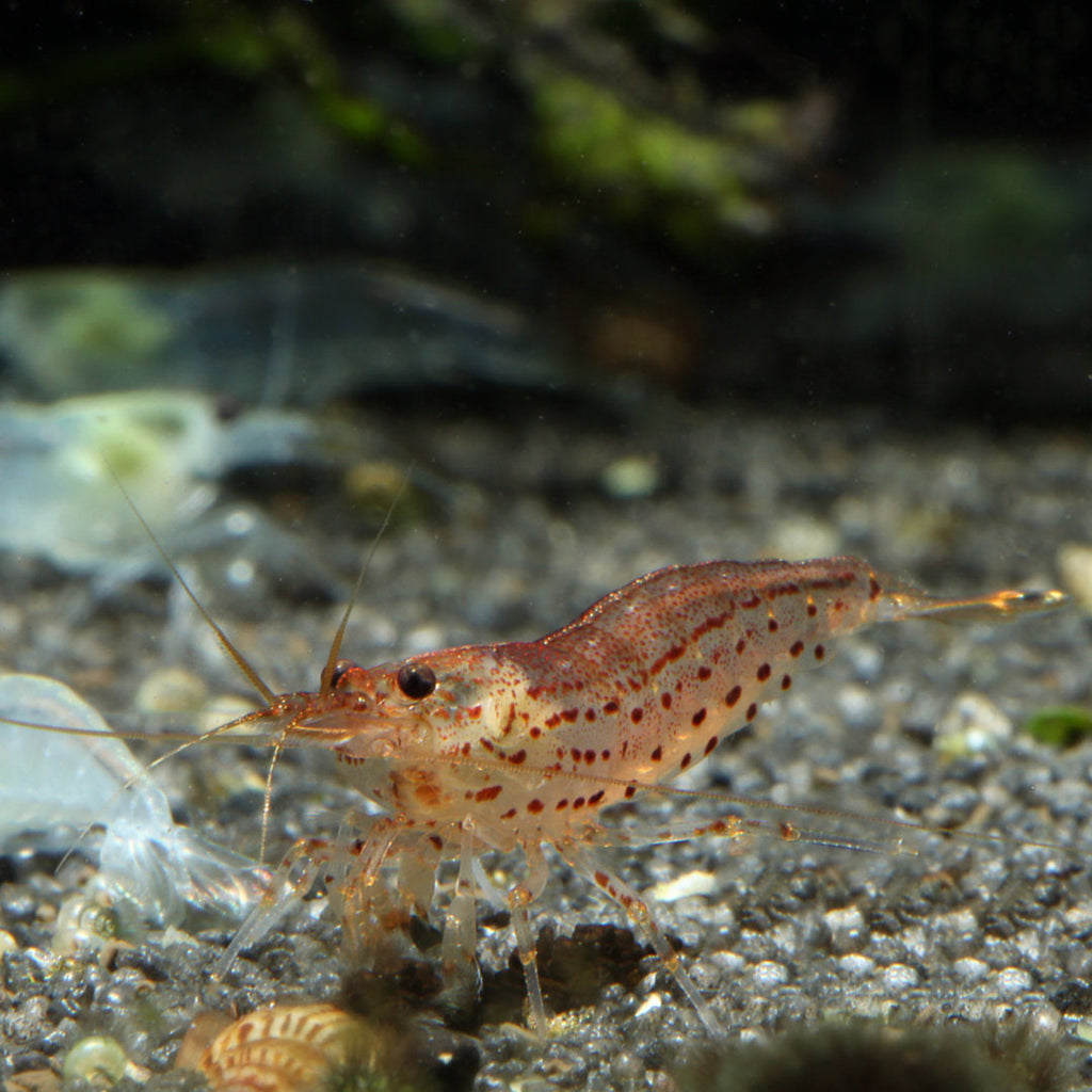 Orange Amano Shrimp aquarium shrimp — Aquaplantz Canada