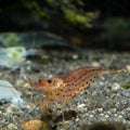 Orange Amano Shrimp aquarium shrimp — Aquaplantz Canada