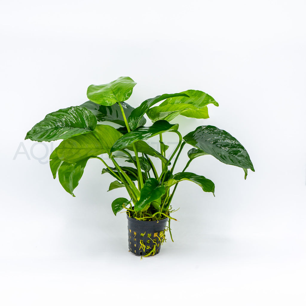 Anubias Var Nana Wrinkle Leave aquarium plant — Aquaplantz Canada