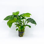 Anubias Var Nana Wrinkle Leave aquarium plant — Aquaplantz Canada