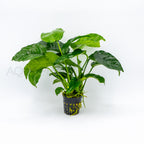 Anubias Var Nana Wrinkle Leave aquarium plant — Aquaplantz Canada