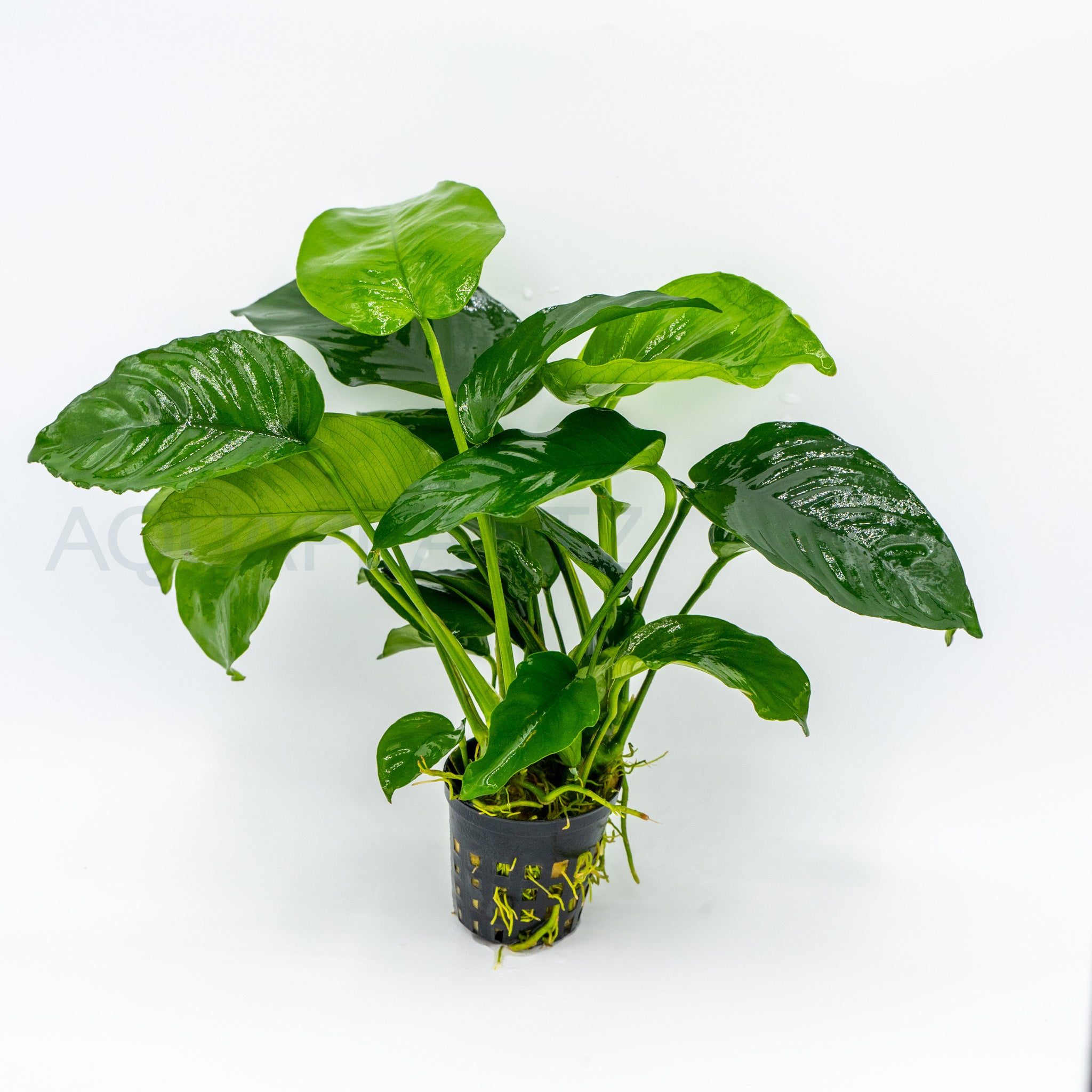 Anubias Var Nana Wrinkle Leave aquarium plant — Aquaplantz Canada
