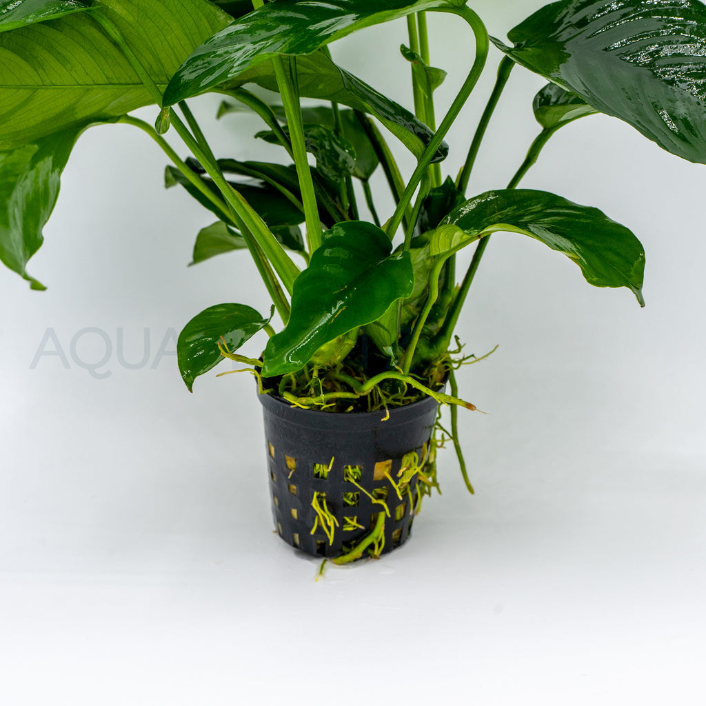 Anubias Var Nana Wrinkle Leave aquarium plant — Aquaplantz Canada