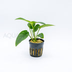 Anubias barteri var nana (Tropica) aquarium plant — Aquaplantz Canada