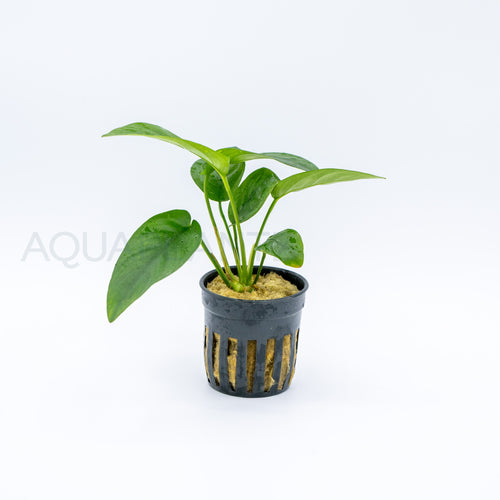 Anubias barteri var nana (Tropica) aquarium plant — Aquaplantz Canada