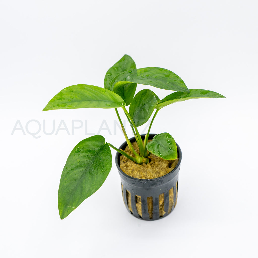 Anubias barteri var nana (Tropica) aquarium plant — Aquaplantz Canada