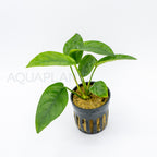 Anubias barteri var nana (Tropica) aquarium plant — Aquaplantz Canada