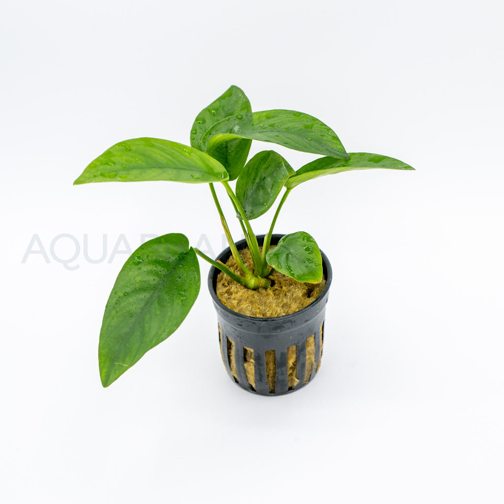 Anubias barteri var nana (Tropica) aquarium plant — Aquaplantz Canada