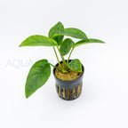Anubias barteri var nana (Tropica) aquarium plant — Aquaplantz Canada