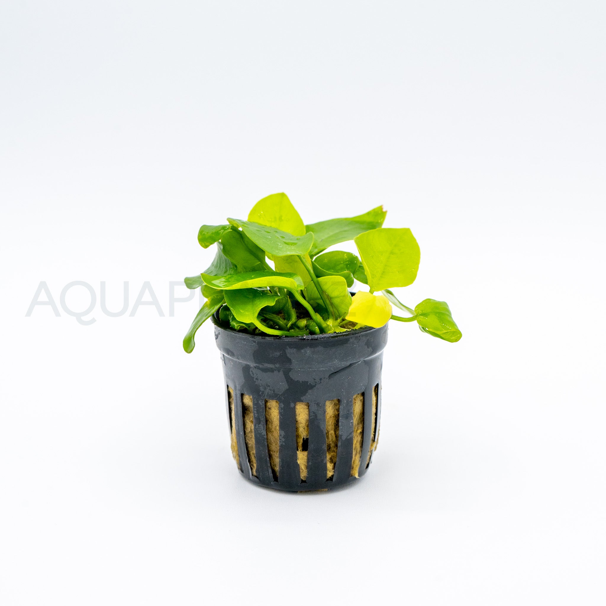 Anubias barteri var nana (Golden) aquarium plant — Aquaplantz Canada