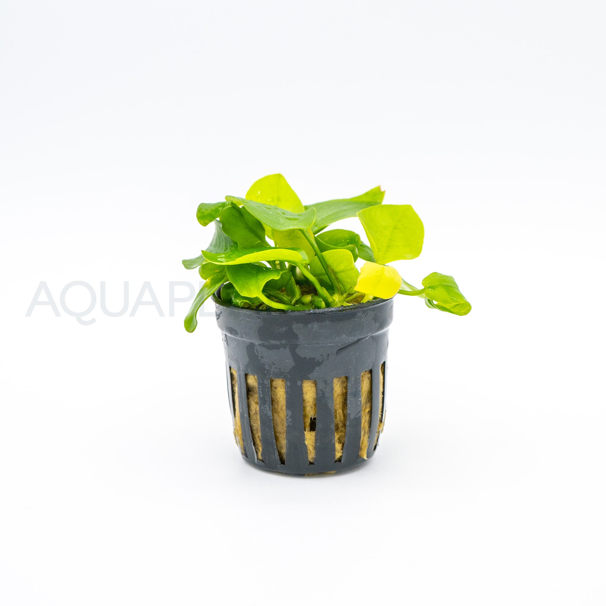 Anubias barteri var nana (Golden) aquarium plant — Aquaplantz Canada