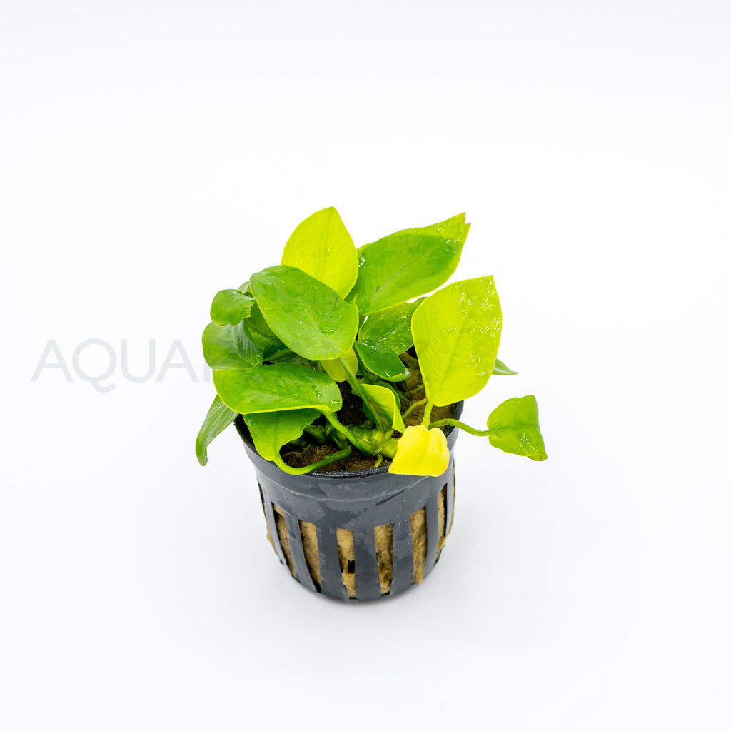 Anubias barteri var nana (Golden) aquarium plant — Aquaplantz Canada