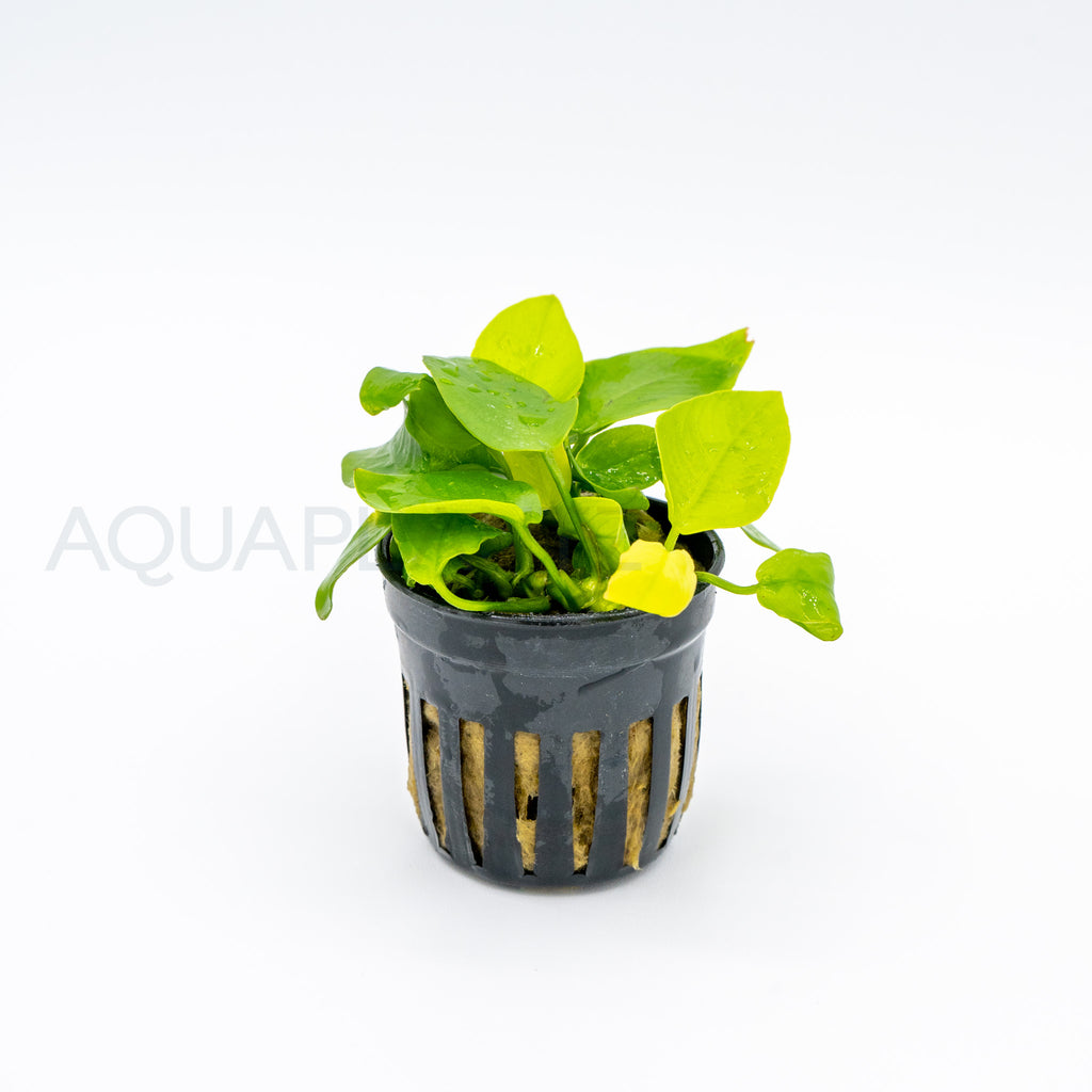 Anubias barteri var nana (Golden) aquarium plant — Aquaplantz Canada