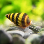 Assassin Snail aquarium snail — Aquaplantz Canada