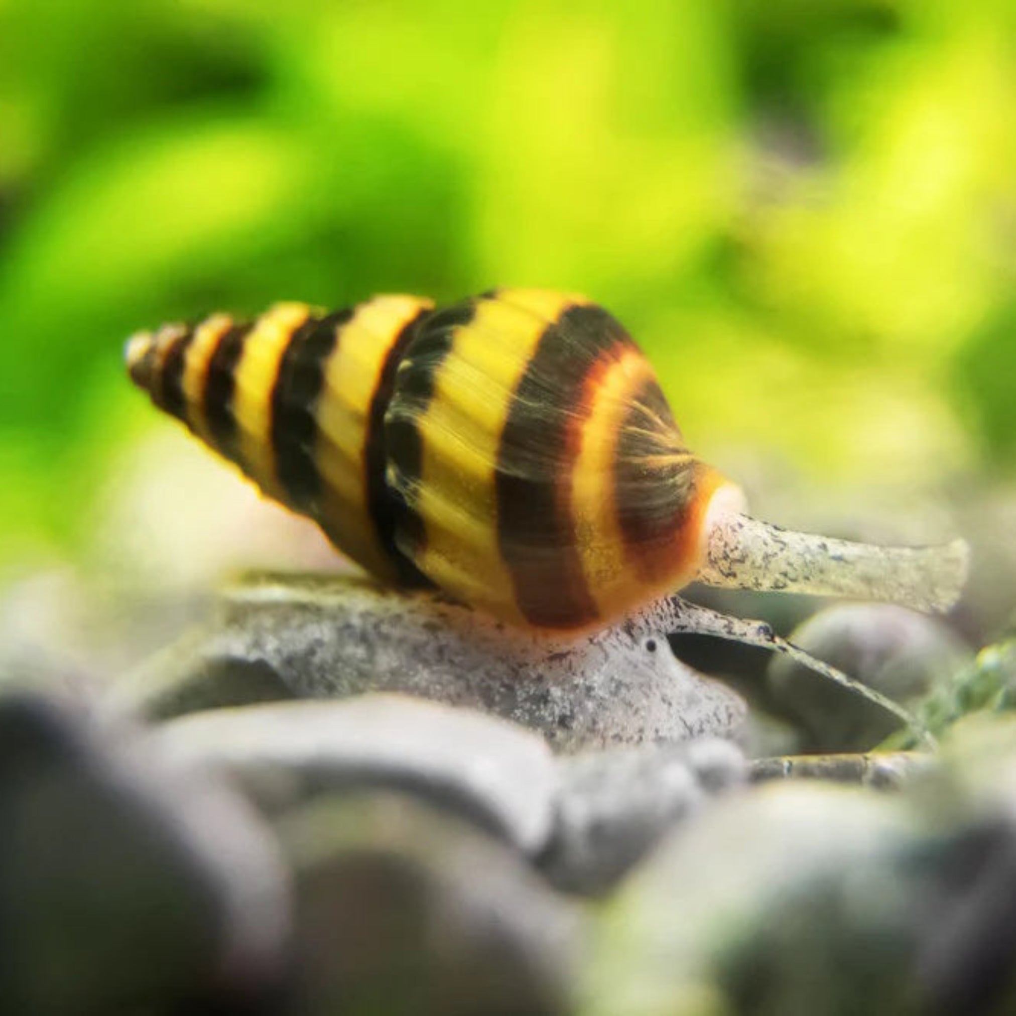 Assassin Snail aquarium snail — Aquaplantz Canada