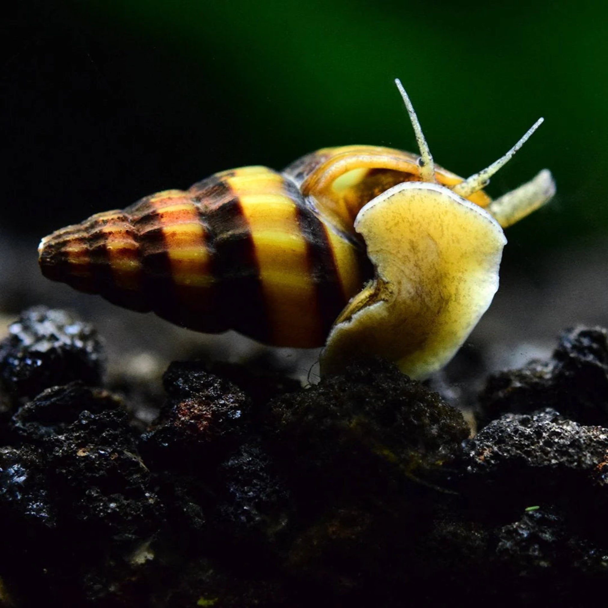 Assassin Snail aquarium snail — Aquaplantz Canada