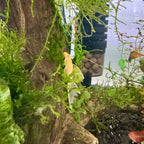 L144 Pleco Longfin Blue Eye pleco fish — Aquaplantz Canada