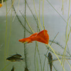 Red Albino Guppy Fish (1 Male + 3 Females) guppy fish — Aquaplantz Canada