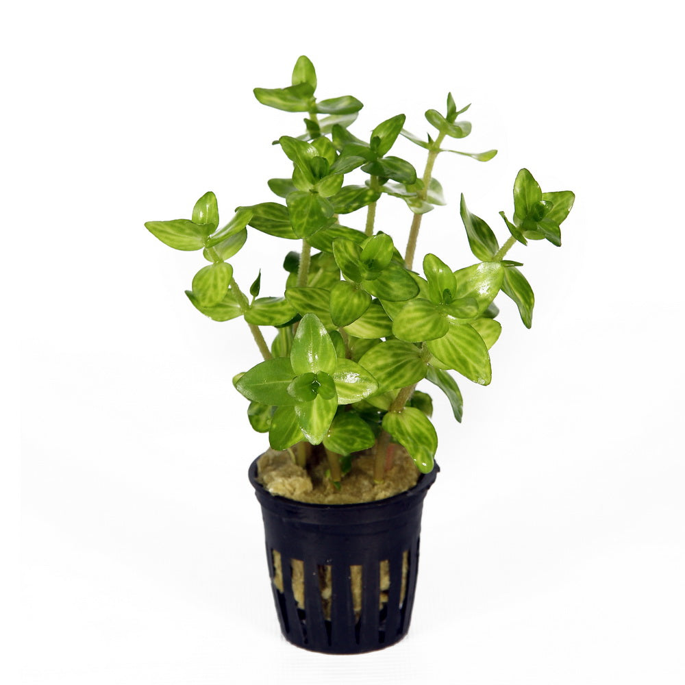 Bacopa lanigera variegata aquarium plant — Aquaplantz Canada