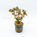 Bacopa salzmannii Purple aquarium plant — Aquaplantz Canada