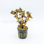Bacopa salzmannii Purple aquarium plant — Aquaplantz Canada