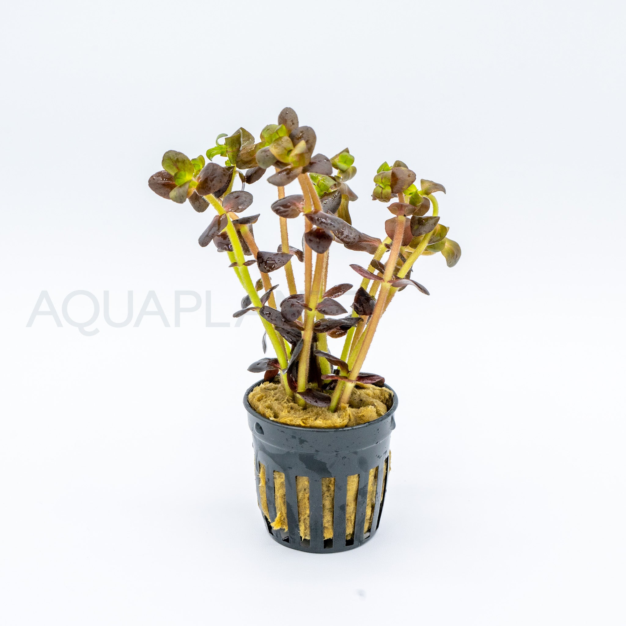 Bacopa salzmannii Purple aquarium plant — Aquaplantz Canada