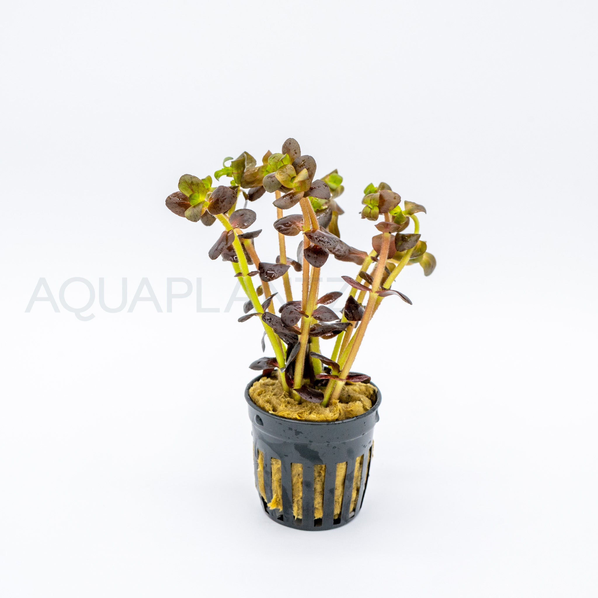 Bacopa salzmannii Purple aquarium plant — Aquaplantz Canada